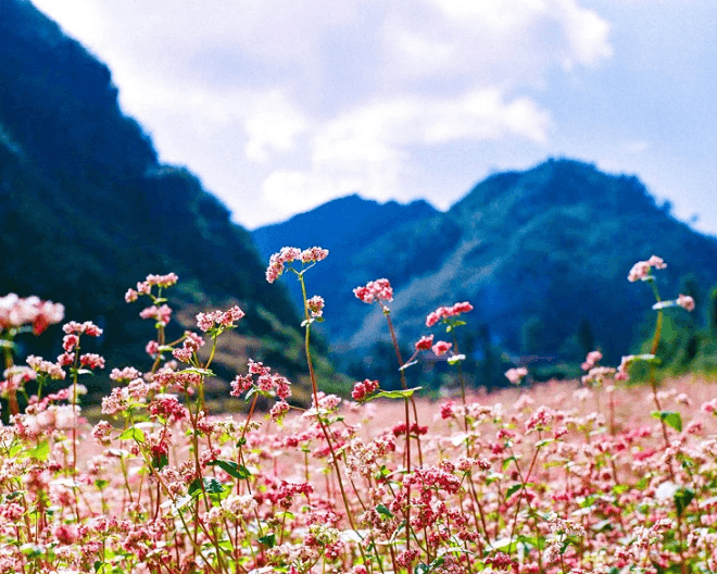 Cẩm nang du lịch Hà Giang tự túc chi tiết và chuyên sâu