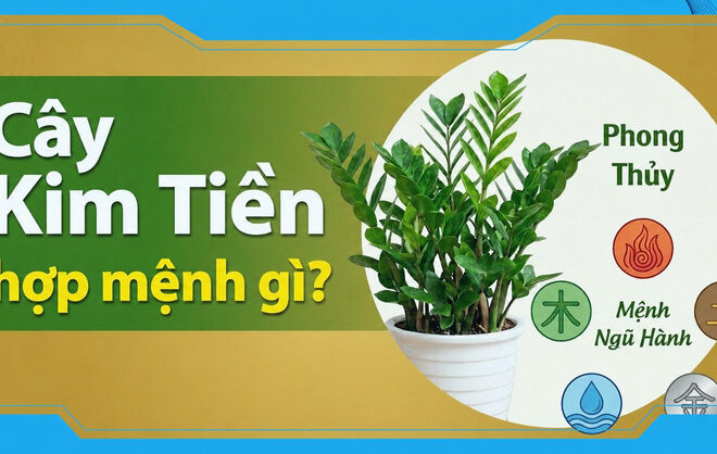 Cây kim tiền hợp mệnh gì? Cách chọn vị trí giúp hút tài lộc