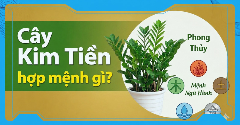 Cây kim tiền là lựa chọn phù hợp cho người mệnh Mộc nhờ màu xanh tươi, sức sống mạnh và ý nghĩa phát triển. 