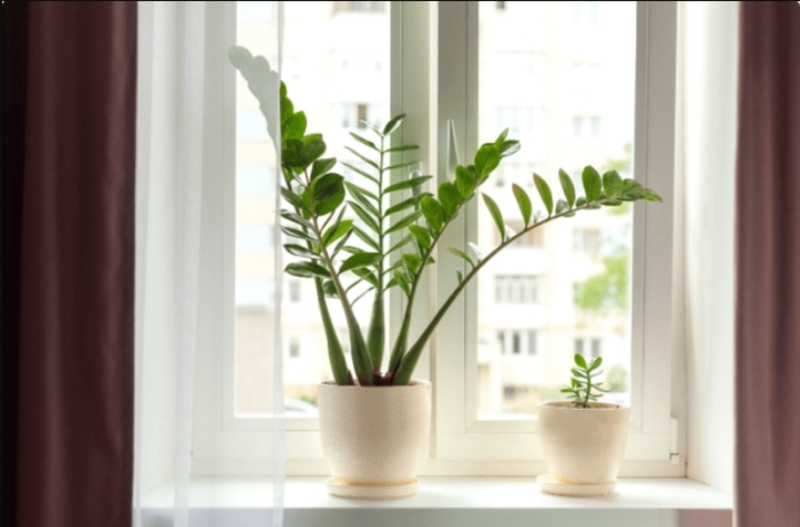 Người mệnh Thủy, Thổ và Kim vẫn có thể trồng cây kim tiền nếu biết chọn màu chậu, vị trí và kích thước phù hợp. 