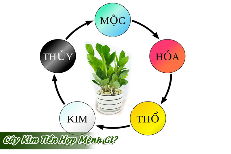 Khi chọn cây kim tiền theo tuổi, gia chủ nên xác định bản mệnh ngũ hành và phối màu chậu phù hợp. 