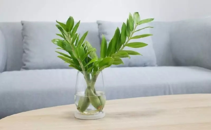 Cây kim tiền thủy sinh mang vẻ đẹp hiện đại, sạch sẽ và đặc biệt phù hợp với người mệnh Thủy, Mộc, Kim. 