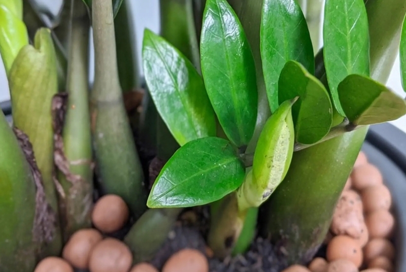 Cây kim tiền có nhựa chứa tinh thể canxi oxalat, vì vậy cần đặt cây xa trẻ nhỏ và thú cưng. 