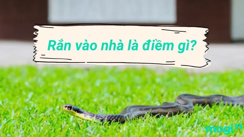 Trong nhiều nền văn hóa, rắn vừa gắn với sự linh thiêng, vừa gợi cảm giác nguy hiểm và bí ẩn.