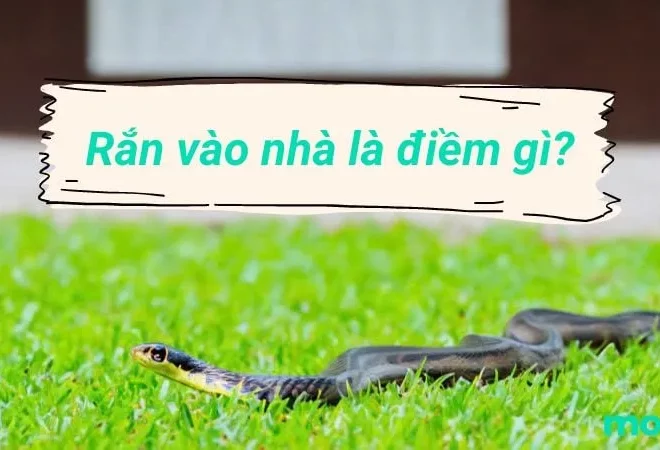 Rắn vào nhà là điềm gì? Giải mã ý nghĩa và cách xử lý