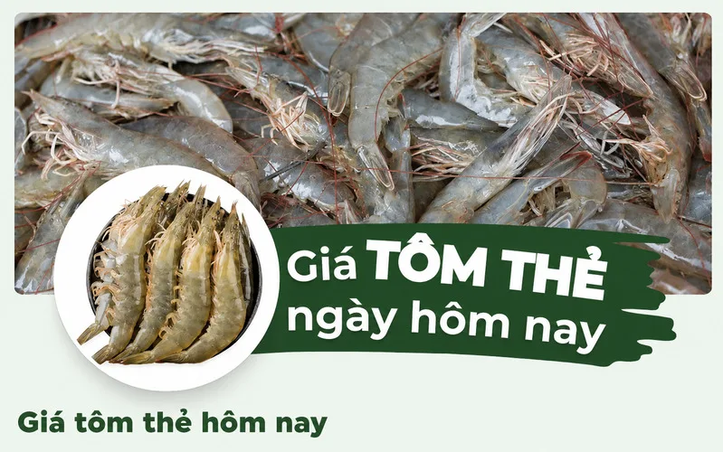 Bảng giá tôm thẻ theo từng kích cỡ giúp người mua và người nuôi dễ theo dõi thị trường.
