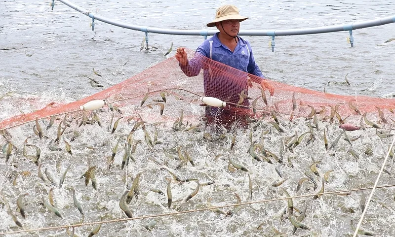 Giá tôm thẻ chịu ảnh hưởng bởi nguồn cung, chất lượng, thời tiết, dịch bệnh và nhu cầu xuất khẩu.