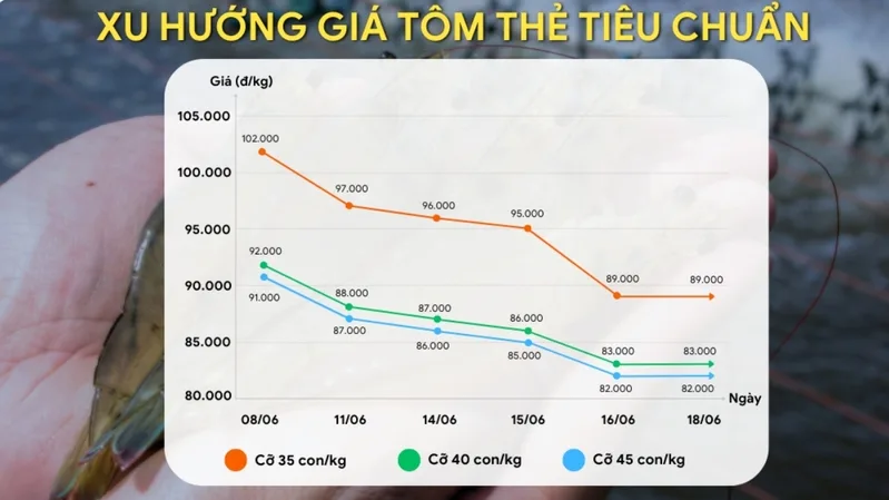Xu hướng giá tôm thẻ phụ thuộc vào nguồn cung, nhu cầu nhà máy, xuất khẩu và thời tiết vùng nuôi.