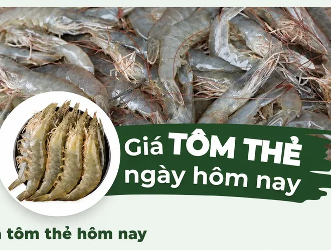 Giá tôm thẻ hôm nay: Bảng giá mới và kinh nghiệm mua bán