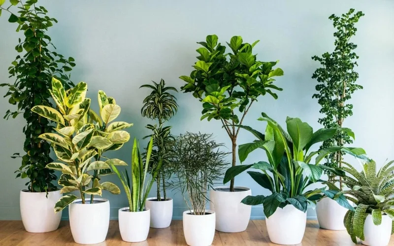 Màu thuộc hành Kim và Thổ giúp tăng sự hài hòa khi chọn cây phong thủy