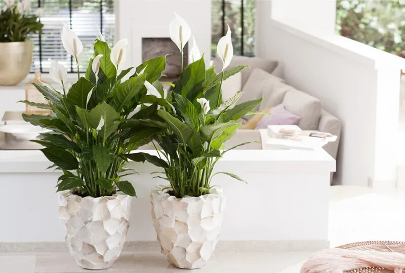 Lan ý có hoa trắng thanh nhã, phù hợp với màu bản mệnh của người mệnh Kim