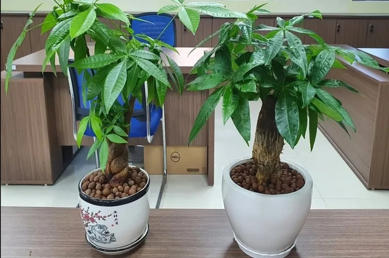 Cây kim ngân mang ý nghĩa tiền tài, sung túc và ổn định