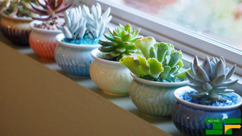 Sen đá, trầu bà trắng và cỏ lan chi là lựa chọn nhỏ gọn cho bàn làm việc