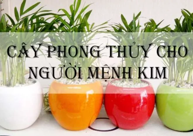 Mệnh Kim hợp cây gì? Gợi ý cây phong thủy đẹp hút tài lộc